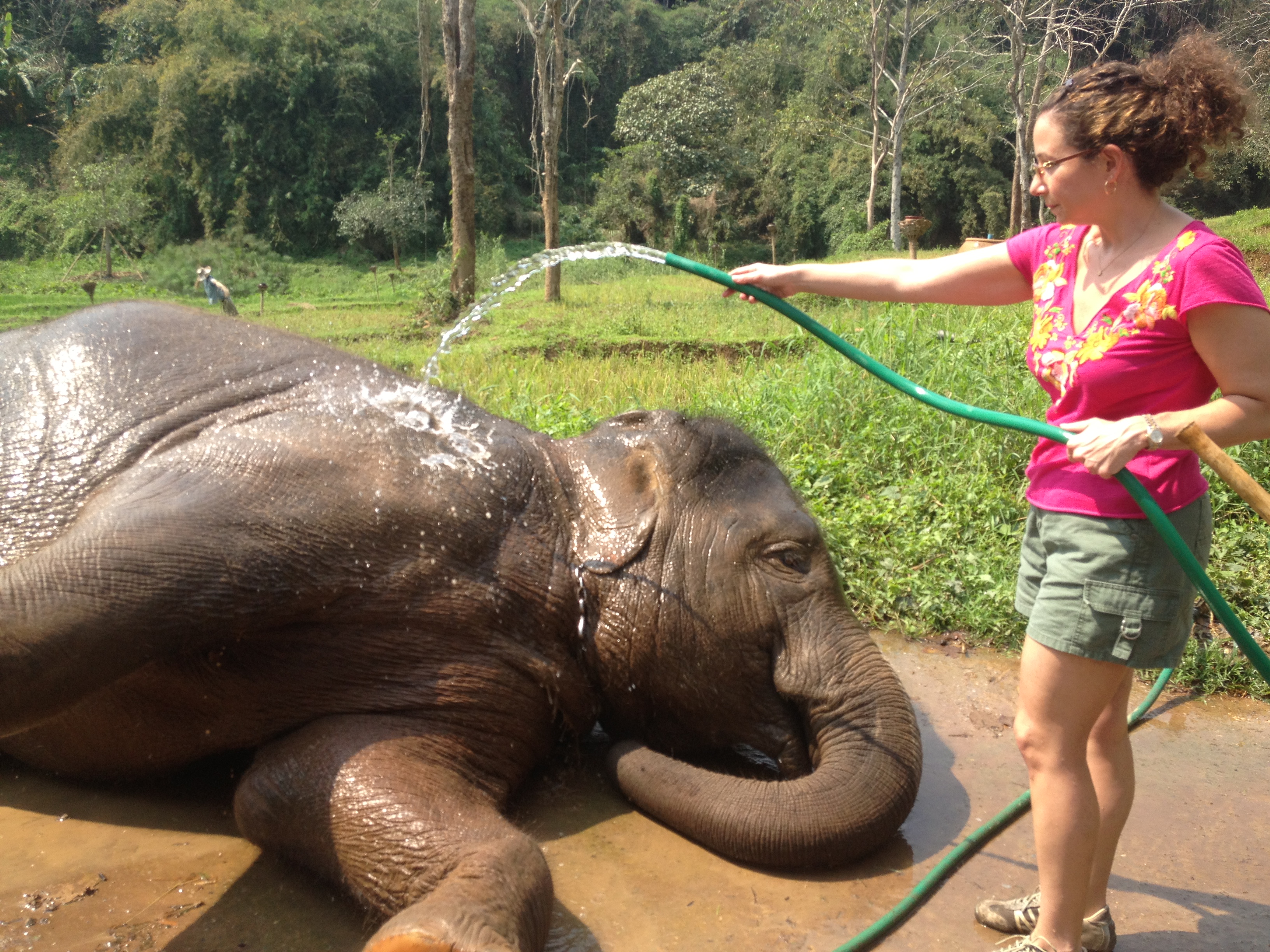Meena at Golden Triangle Asian Elephant Foundation