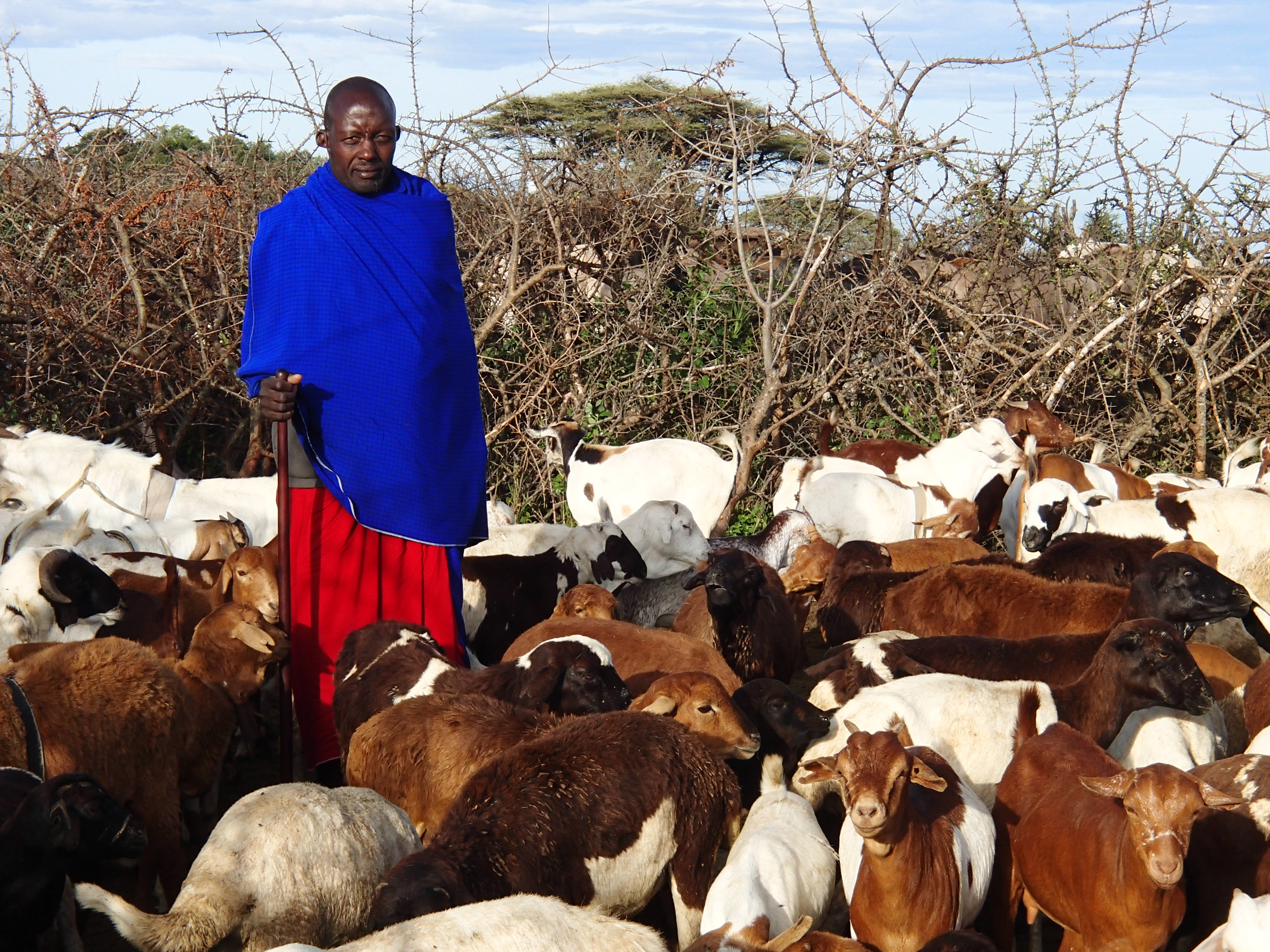 Massai and livestock