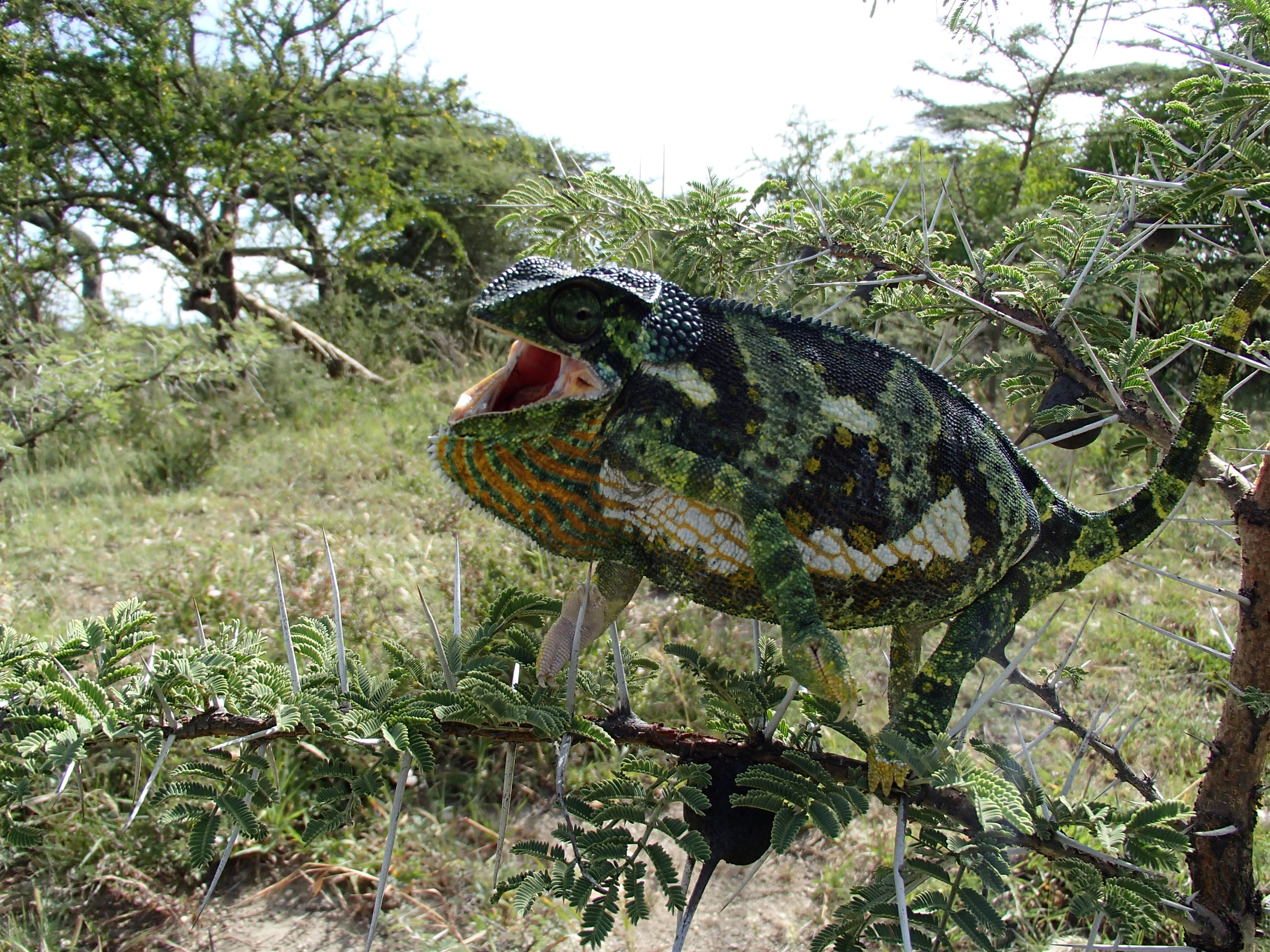 Chameleon in Serengeti