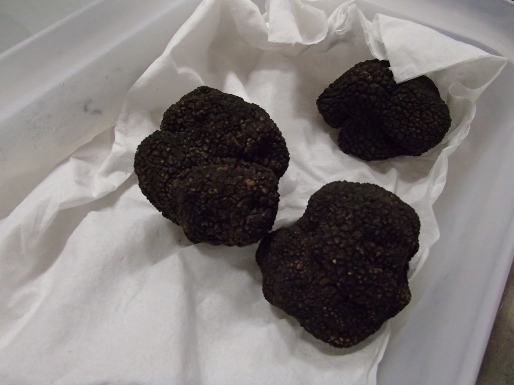 Spanish summer truffles