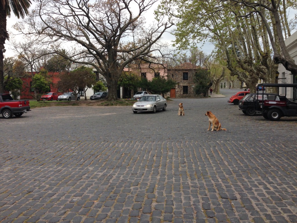 Colonia del Sacramento Uruguay stray Dogs