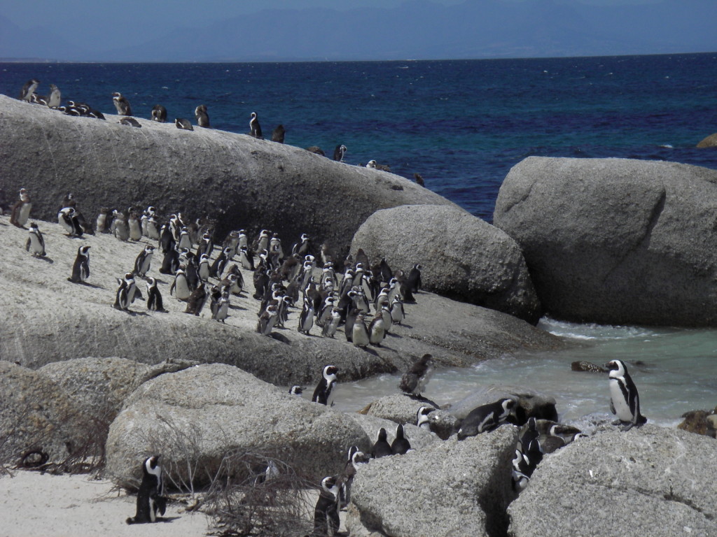 south africa penguins