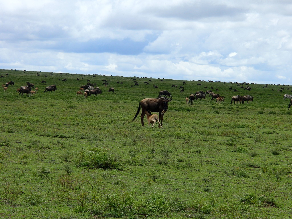 serengeti safari tanzania