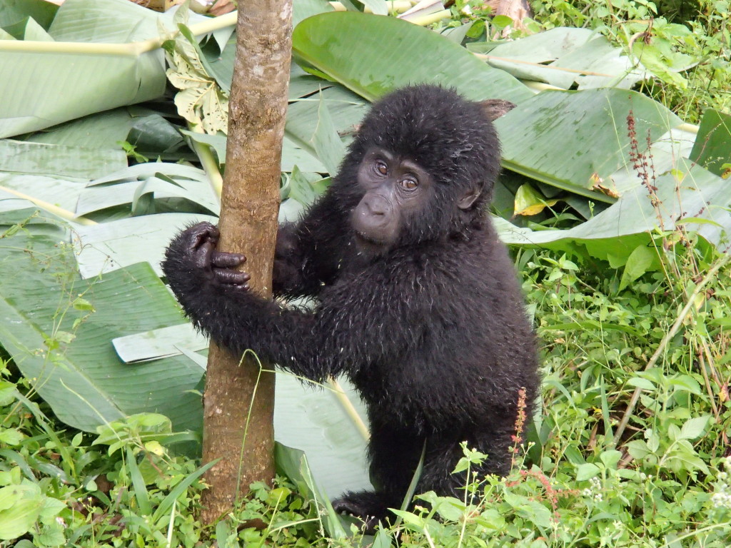 Gorilla trek Uganda
