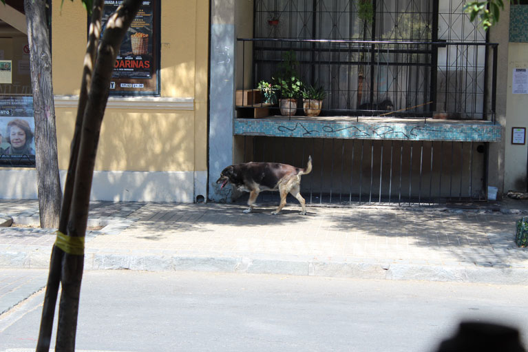 Santiago street dog