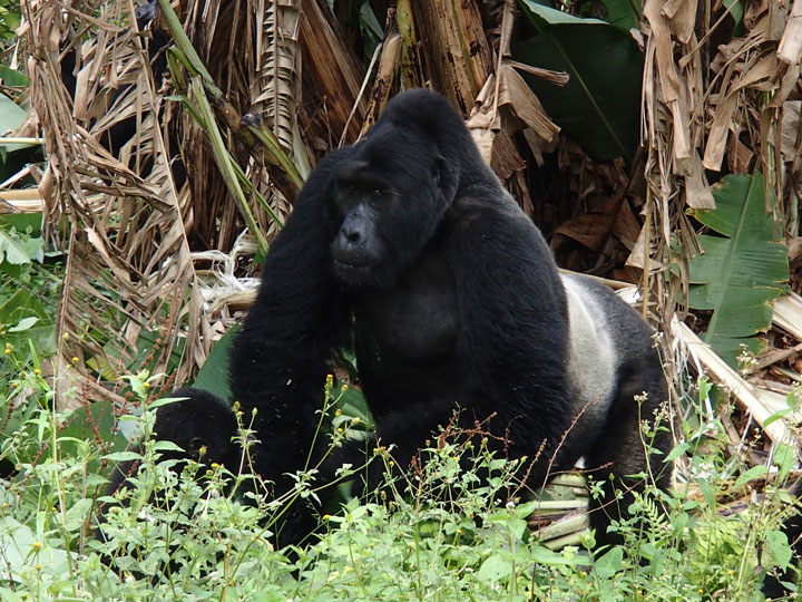 Silverback Gorilla Bwindi Uganda