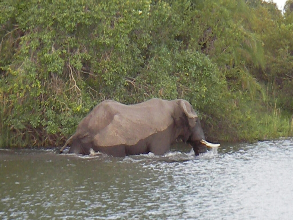elephant Zambezi River Zimbabwe