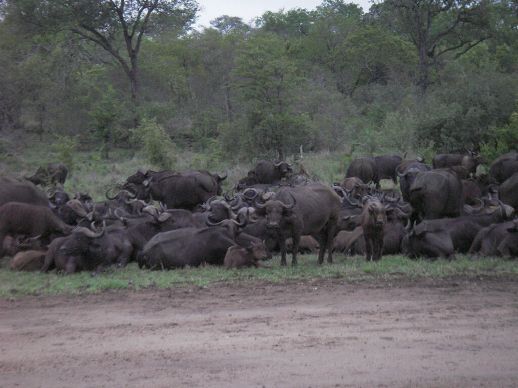 Cape Buffalo in Kruger Park South Africa