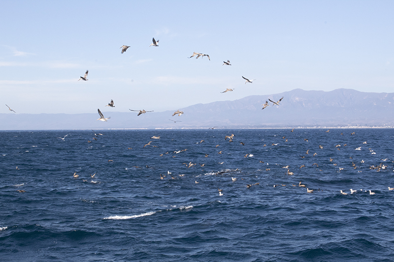 Birds over the ocean in Santa Barbara