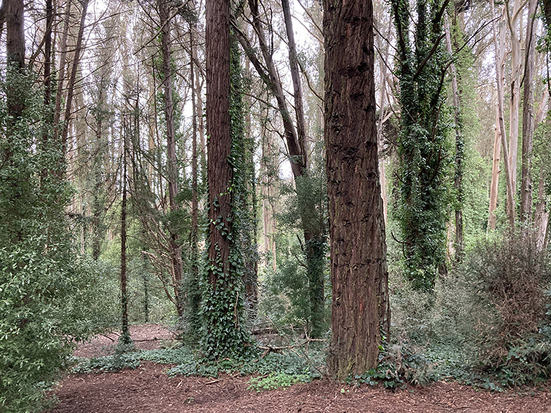 Ecology Trail Presidio