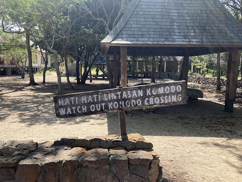 komodo dragon crossing