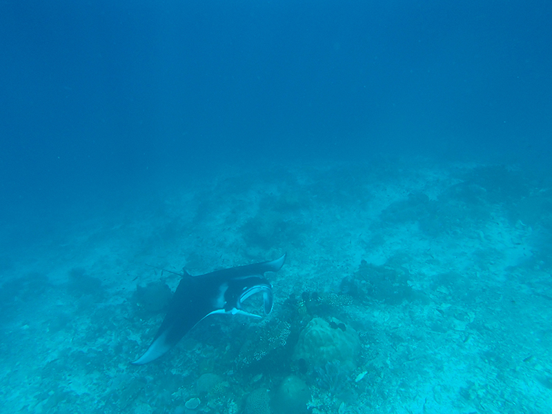 manta