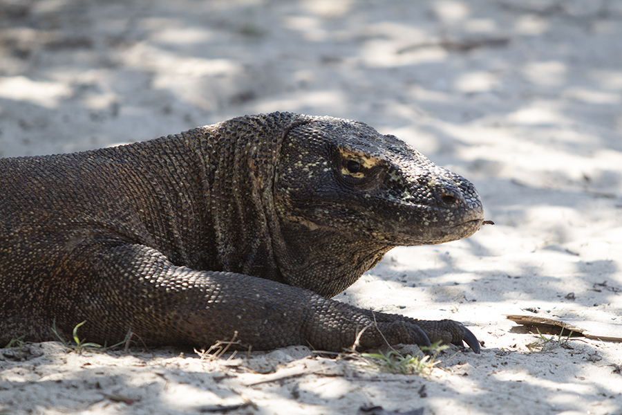 Komodo dragon