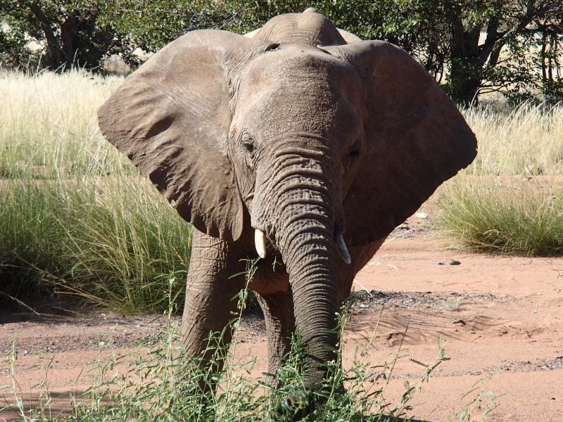 desert adapted elephant Damaraland Namibia