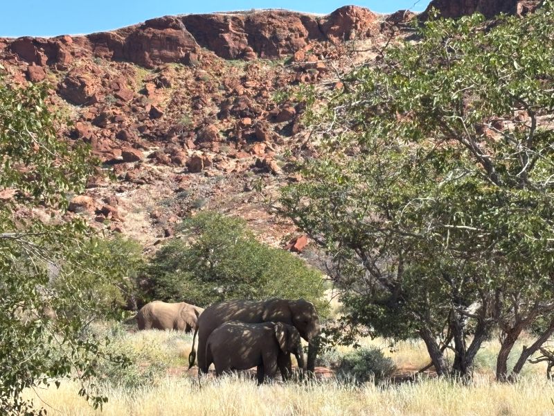desert adapted elephants Damaraland Namibia