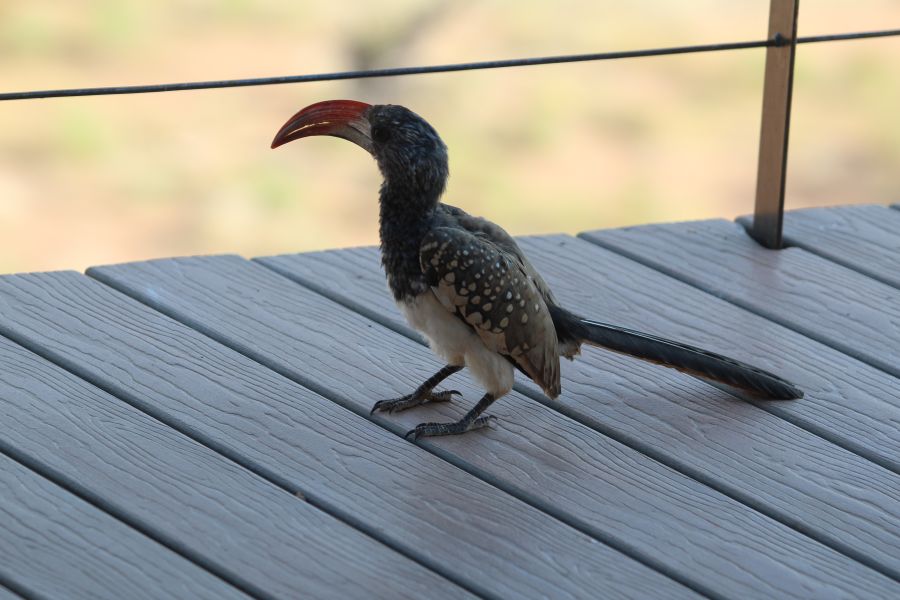 hornbill bird Namibia