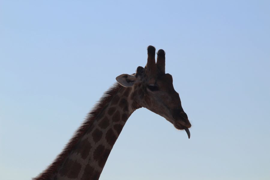 giraffe Namibia