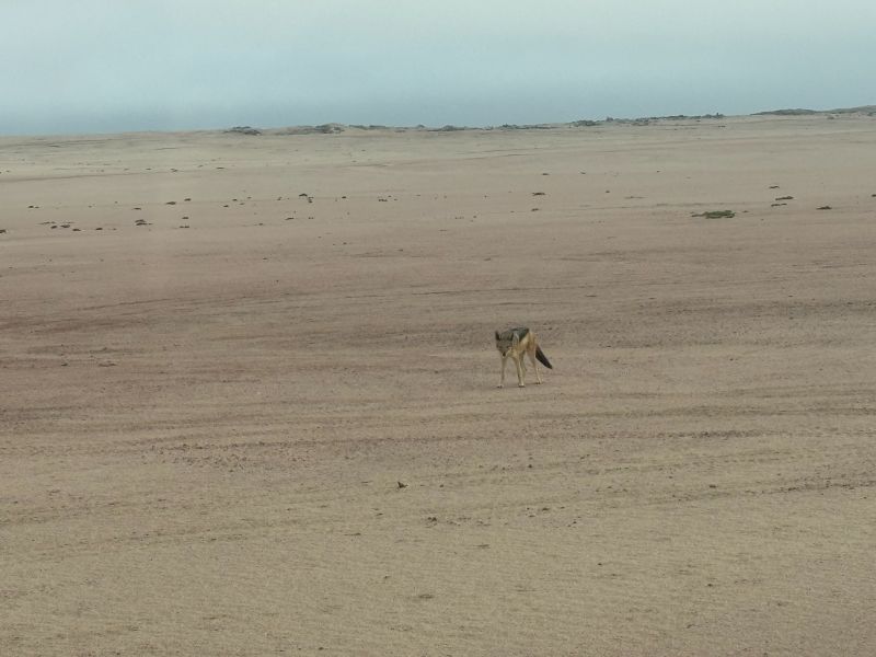 jackal at Skeleton Coast airstrip