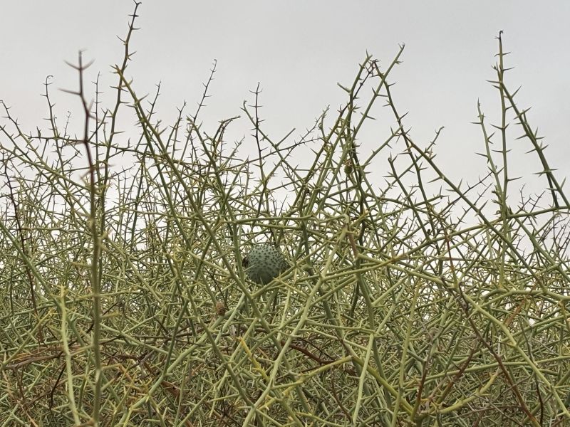 nara mellon plant
