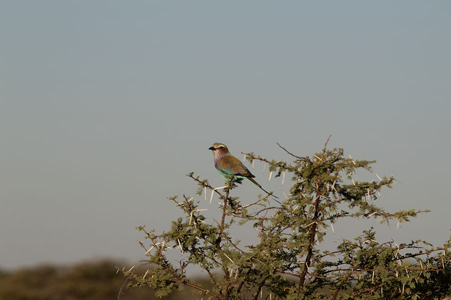 bird Namibia