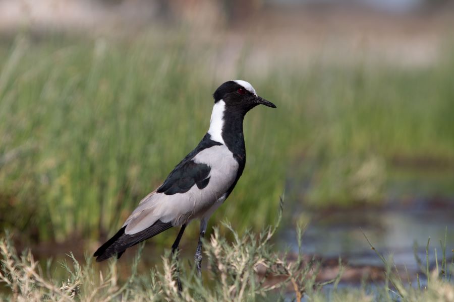 black and white bird Namibia