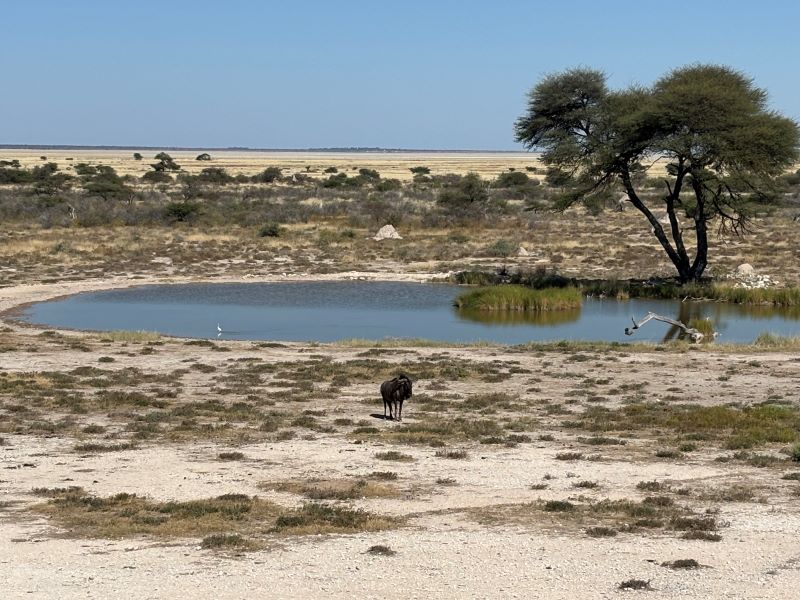 Onguma The Fort water hole