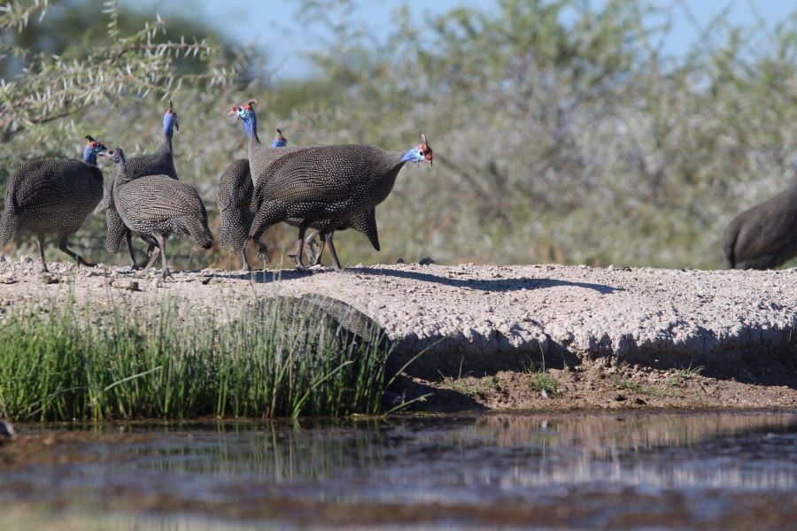 guinea fowl Onguma Namibia