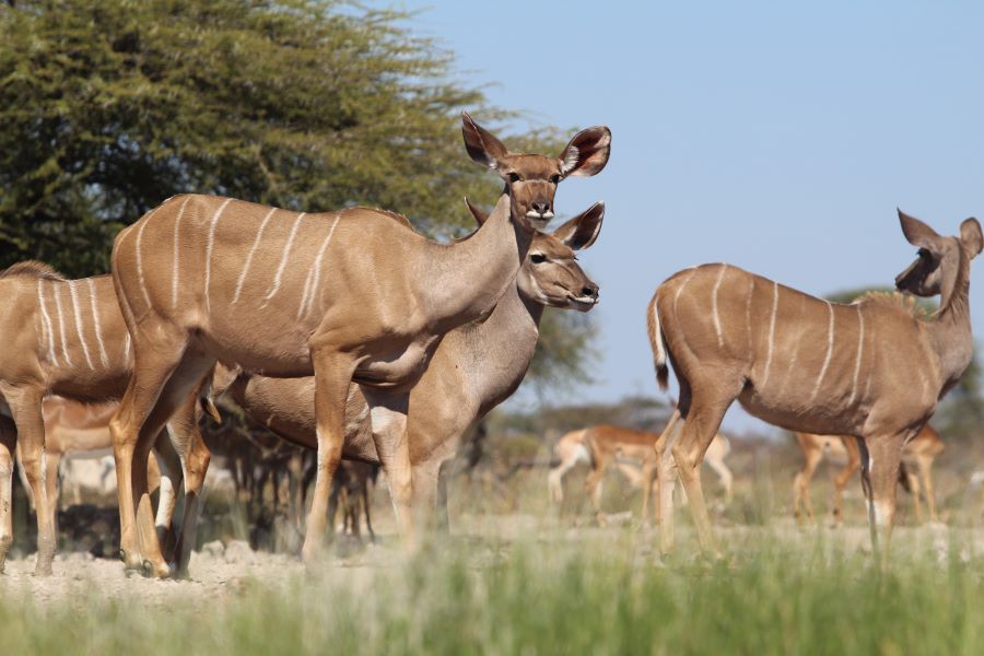 kudu Namibia