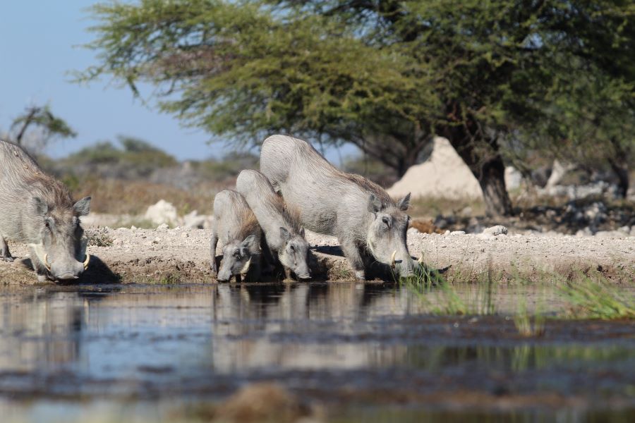 Warthog Namibia
