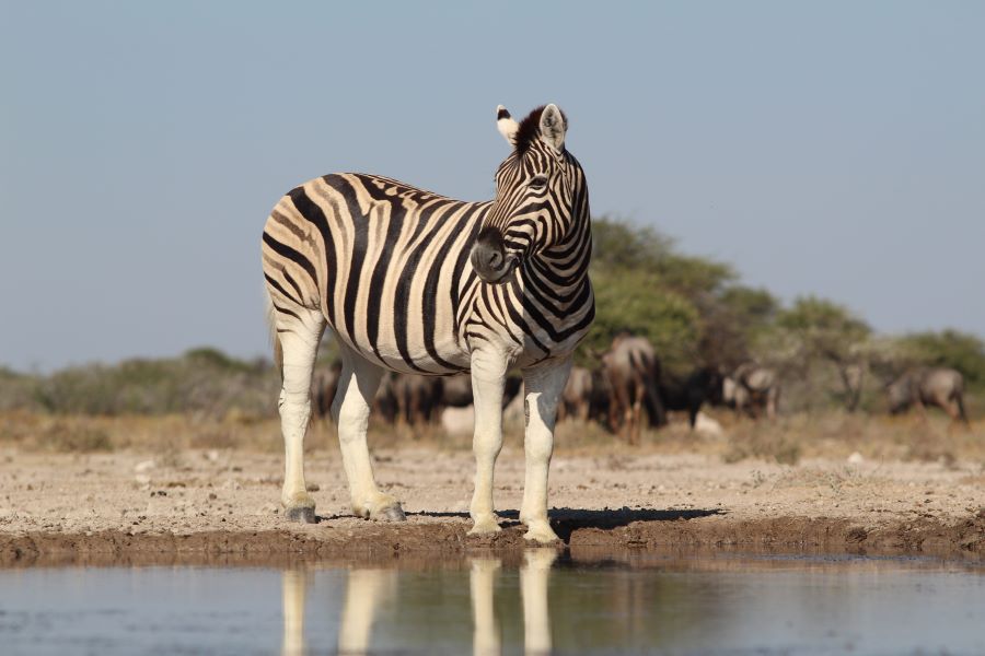 zebra Namibia