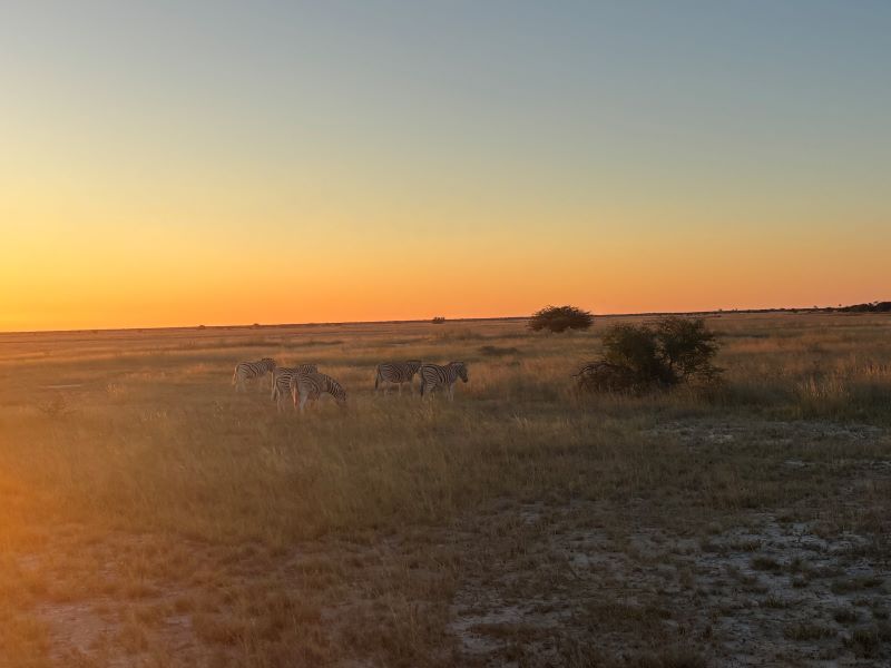 zebras at Onguma Nature Reserve