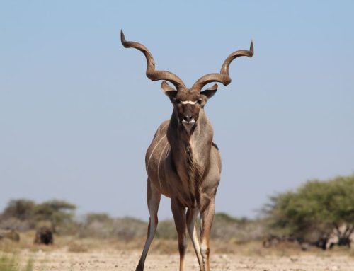 Onguma Nature Reserve Namibia