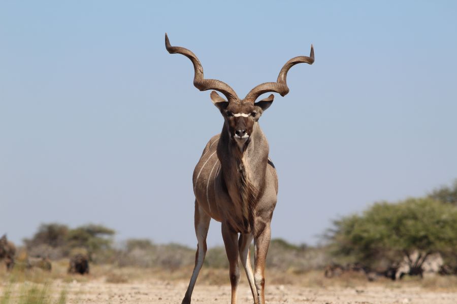 kudu Namibia
