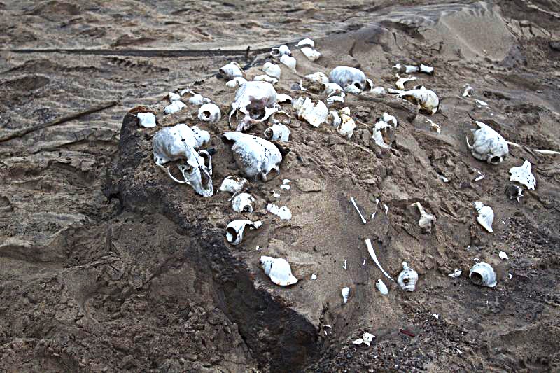 seal skulls Skeleton Coast