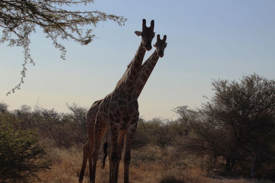 two giraffe Namibia